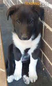 Rough Collie Cross Kelpie In 2021 Rough Collie Poodle Puppy Standard Hound Puppies