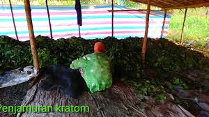 Campuran kunyit, bawang putih, dan daun pepaya. Cara Menjamur Daun Kratom By Ahmad Sabirin Birin