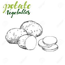 La pomme de terre se compose à 75 % d'eau. Agriculture Pommes De Terre Legume Dessin Dessin Dessin Illustration Realiste Croquis Clip Art Libres De Droits Vecteurs Et Illustration Image 84510251