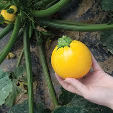 We did not find results for: Sunday F1 Hybrid Summer Squash Seeds Ne Seed