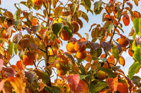 Image result for Diospyros kirkii