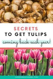 Learn How To Make Tulips Come Back Each Year Follow These Gardening Tips For Returning Tulips Including Tips On Selecting Gardening Tips Garden Bulbs Tulips
