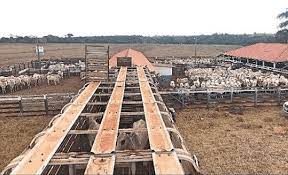 Confinamento é um substantivo, masculino singular Confinamento De Gado De Corte E Nutricao Boi Saude