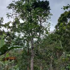 Image result for Persea americana