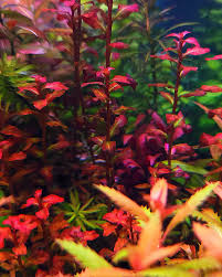 Image result for Ludwigia senegalensis