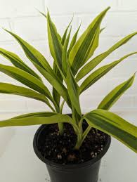 Image result for Dracaena sanderiana