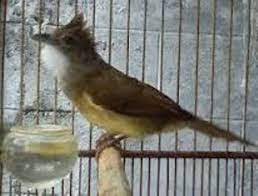 Check spelling or type a new query. Tips Perawatan Burung Cucak Jenggot Agar Tetap Fit Dan Suaranya Mengkristal