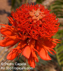 Image result for Erythrina abyssinica