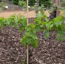 Image result for graft grape vines