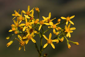 Image result for Senecio inornatus