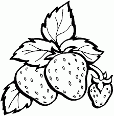 Jual buah buahan segar strawberry buah strawberry buah strawberry. Mewarnai Buah Buahan Strawberry Buku Mewarnai Warna Gambar Kelinci