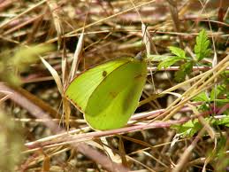 We did not find results for: Zerene Eurydice Art Shapiro S Butterfly Site