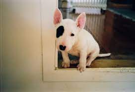 Check spelling or type a new query. Am Sending You A Remarkable Pup Be Polite To Him It S Safer Snap The Story Of A Bull Terrier By Er Bull Terrier Bull Terrier Puppy Mini Bull Terriers