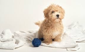 Check spelling or type a new query. 1 Rated Maltipoo Puppies For Sale Lifetime Guarantee