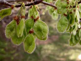 Image result for Ulmaceae