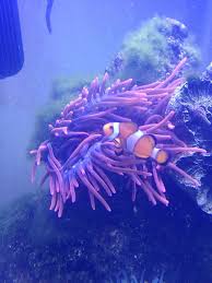 bubble tip anemone care 10 steps with pictures