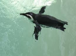 The zoo says of the 18 penguin species around the world, the african penguin is one of the most endangered. Green Water With African Penguin Swimming Toronto Zoo