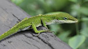 Get it as soon as thu, aug 5. Anolis Carolinensis Wikipedia