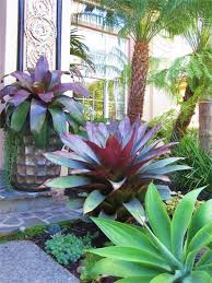 Image Result For Modern Front Garden Ideas With Bromeliads Tropical Landscaping Plants Tropical Garden Design
