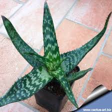 Image result for Aloe komatiensis