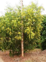 Image result for Acacia auriculiformis