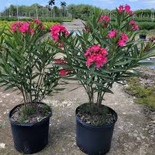 Image result for Nerium oleander