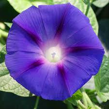 Image result for Ipomoea oenotherae
