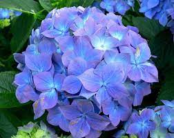 Check spelling or type a new query. 5 Cara Menanam Bunga Hortensia Terlengkap