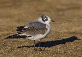 Franklin S Gull Gull Franklin Animals