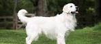 English Cream Golden Retriever Puppies For Sale • Adopt ...