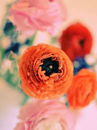 Vintage Sorbet Flowers Photography Flower Beauty Flower Essences