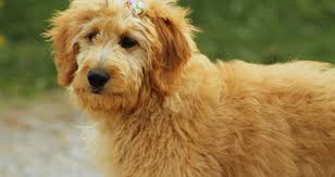 These hypoallergenic dog breeds are perfect if you have allergies! 21 Hypoallergenic Dog Breeds Large Medium Small The Pet Supply Guy