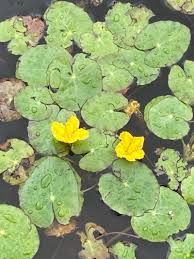 Image result for Nymphoides senegalensis