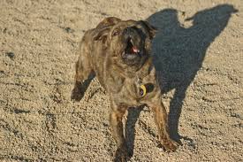 Excessive Barking Why Some Dogs Bark And How To Fix It Dr Sophia Yin