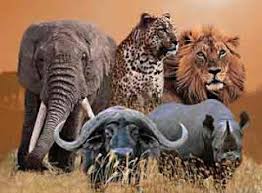Grasparvsungar Vart Tema The Big Five Africa Animals African Animals Africa Wildlife