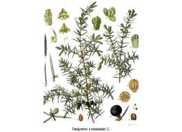 Die beeren sind eigentlich zapfen, denn der wacholder ist ein. Wacholderbeere Obst Iphym Krauterkunde Juniperus Communis Gicht Rheuma Arteriosklerose Blasenentzundung Fieber