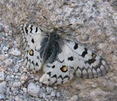 Image result for Sierra Peach 1957 Hudson