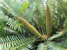 Image result for Encephalartos chimanimaniensis
