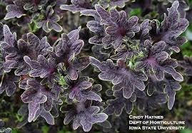 Purple leaves are a great way to add color to your yard. A Passion For Purple Foliage Plants Horticulture And Home Pest News