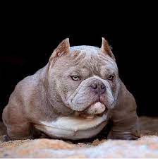 pin on exotic bulliez