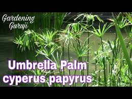 We did not find results for: How To Grow And Care Umbrella Palm Cyperus Papyrus Youtube