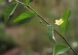 Image result for Sida rhombifolia