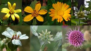 Image result for Satyrium orbiculare