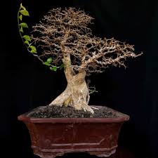 Jual Tanaman Hias Mini Bonsai Pohon Serut Matang Juara Di Lapak Keris Koleksi Antik Bukalapak