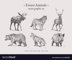 Forest Animals Drawings Set On Grey Background With Moose Wolf Deer Bear Fox Boar Download A F Animal Drawings Cartoon Drawings Of Animals Forest Animals