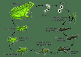 Terdapat action verbs seperti form, create, produce, etc. Explanation Metamorfosis Katak Masnurul
