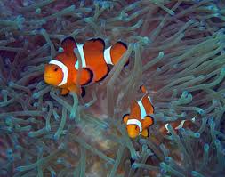 Marine biologist stephen palumbi picks 10 of his favorite underwater creatures. 15 Stunning Photos Of Marine Animals That Will Make You Want To Fight For The Oceans One Green Planet