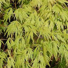 Image result for Grewia rugosifolia