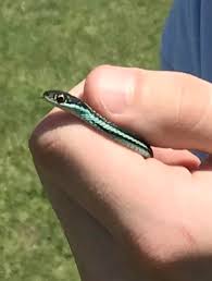 Baby garter snakes will eat small earthworms and live fish or tadpoles. Caught A Baby Garter Snake In A Stream Snakes