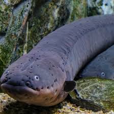 What If You Fell Into A Pool Of Electric Eels What If Show